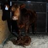 «Lionela»: el primer nacimiento de la 138ª Rural une la pasión ganadera con el sueño mundialista