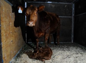 «Lionela»: el primer nacimiento de la 138ª Rural une la pasión ganadera con el sueño mundialista