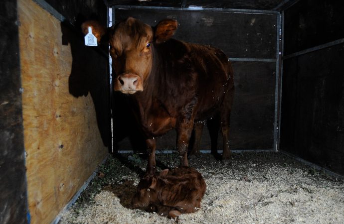 «Lionela»: el primer nacimiento de la 138ª Rural une la pasión ganadera con el sueño mundialista