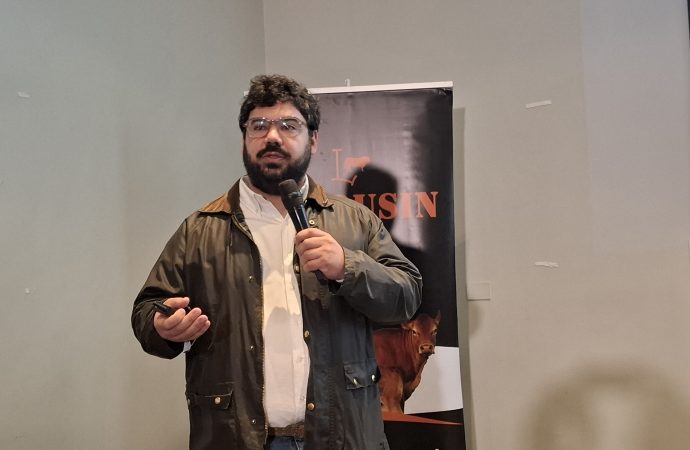 La genética Limousin revoluciona la rentabilidad: un ensayo confirma que producir animales más pesados mejora el rinde y la calidad