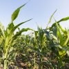 Revolución biológica en el campo: Bioasis llega para blindar los cultivos contra el estrés climático