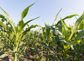 Revolución biológica en el campo: Bioasis llega para blindar los cultivos contra el estrés climático