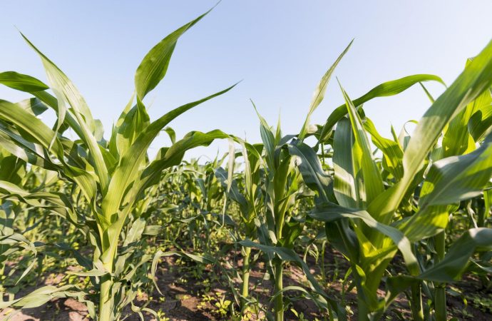 Revolución biológica en el campo: Bioasis llega para blindar los cultivos contra el estrés climático