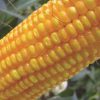 Argentina fortalece su agroindustria con la aprobación de un nuevo maíz genéticamente modificado