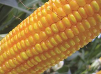 Argentina fortalece su agroindustria con la aprobación de un nuevo maíz genéticamente modificado