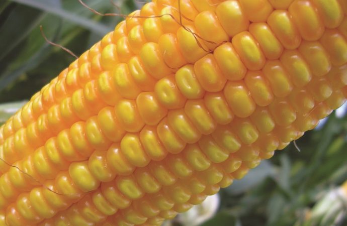 Argentina fortalece su agroindustria con la aprobación de un nuevo maíz genéticamente modificado