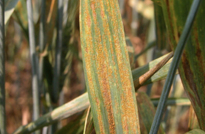 Agricultura Digital: La clave para proteger el rendimiento frente a un invierno marcado por «El Niño»