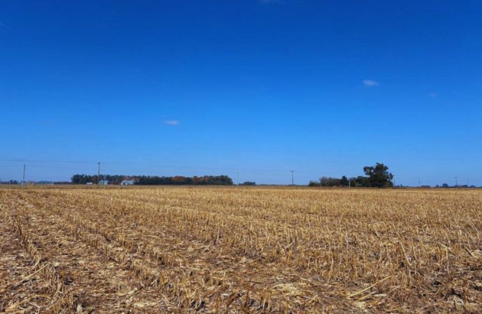 La arquitectura del suelo: El INTA revela cómo el manejo agrícola transforma la protección del carbono