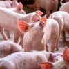 El mercado porcino argentino mantiene su dinamismo: el Capón lidera el volumen y la firmeza de precios