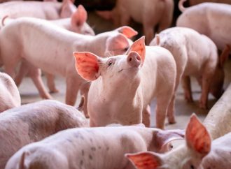 El mercado porcino argentino mantiene su dinamismo: el Capón lidera el volumen y la firmeza de precios