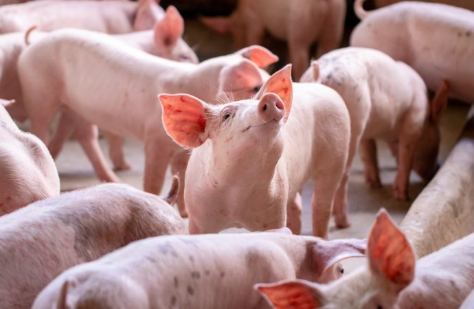 El mercado porcino argentino mantiene su dinamismo: el Capón lidera el volumen y la firmeza de precios