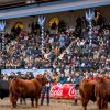 Angus reafirma su liderazgo como la raza más convocante en la Exposición Rural de Palermo 2026