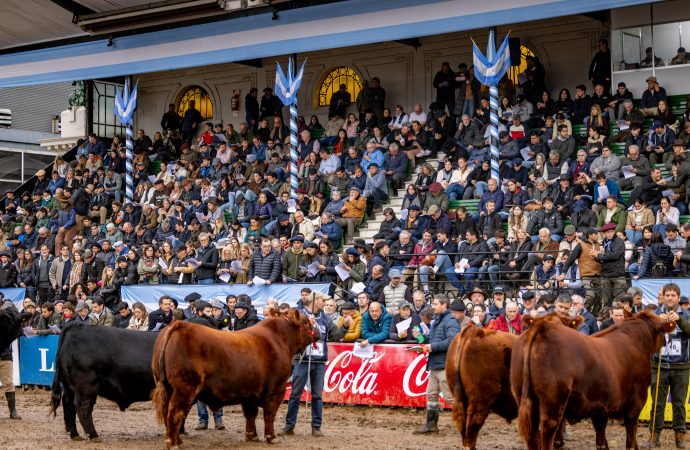 Angus reafirma su liderazgo como la raza más convocante en la Exposición Rural de Palermo 2026