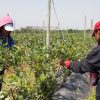 RENATRE abre la convocatoria nacional para el Programa de Empleo Rural