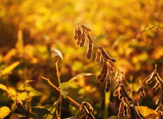 Tensión climática y geopolítica: El mercado de granos en alerta