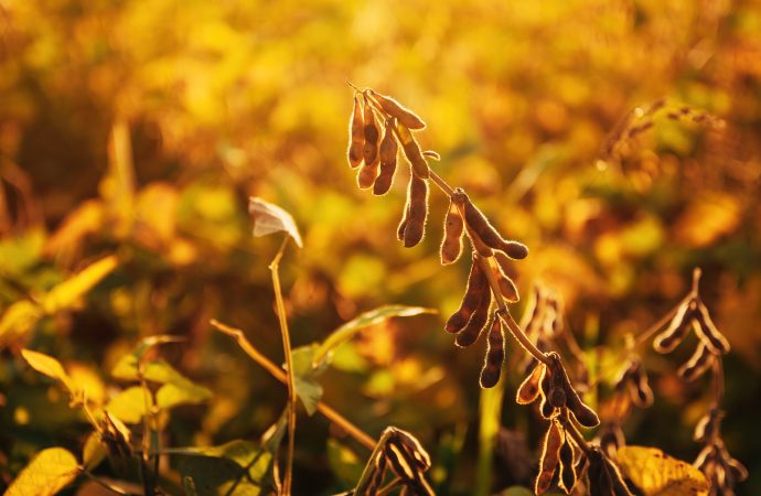 Tensión climática y geopolítica: El mercado de granos en alerta