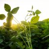 Soja en alza: El clima y el crudo agitan los mercados