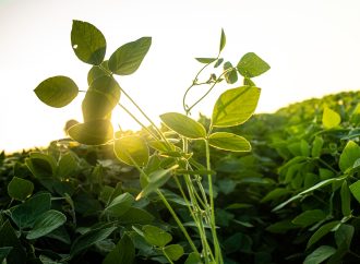 Soja en alza: El clima y el crudo agitan los mercados