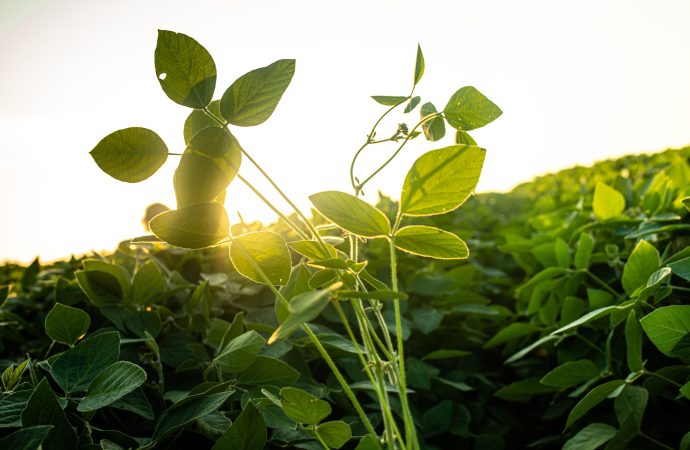 Soja en alza: El clima y el crudo agitan los mercados