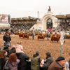 La elite del Angus brilla en Palermo: se consagraron los mejores terneros de la exposición