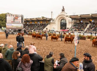 La elite del Angus brilla en Palermo: se consagraron los mejores terneros de la exposición