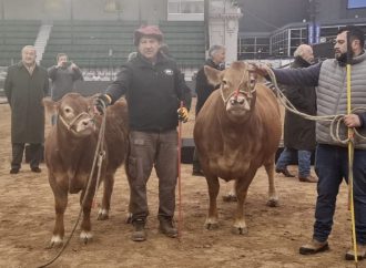La raza Limousin dio el puntapié inicial en Palermo: Tini Tini y De Paul fueron los primeros en ingresar