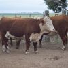 Excelencia Hereford en Santa Julia: la jura fenotípica destaca la calidad de los reproductores en Córdoba