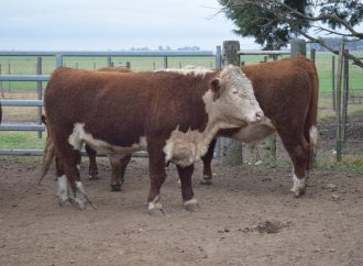 Excelencia Hereford en Santa Julia: la jura fenotípica destaca la calidad de los reproductores en Córdoba