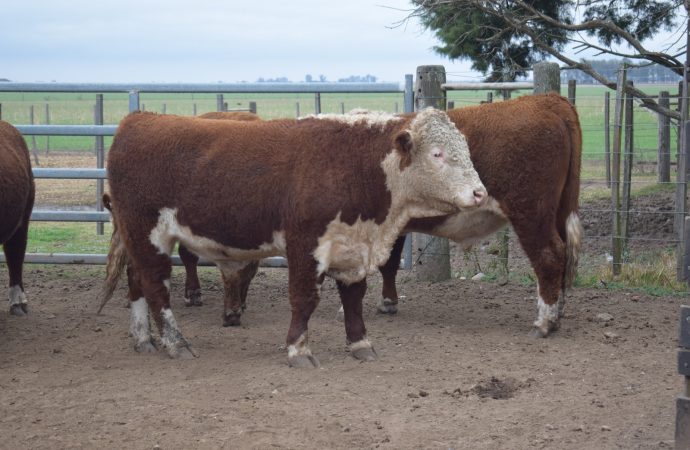 Excelencia Hereford en Santa Julia: la jura fenotípica destaca la calidad de los reproductores en Córdoba