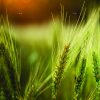 Congreso Aapresid 2026: Fertilizar AC apuesta a la salud del suelo y la innovación en nutrición de cultivos