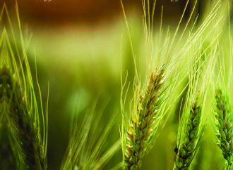 Congreso Aapresid 2026: Fertilizar AC apuesta a la salud del suelo y la innovación en nutrición de cultivos