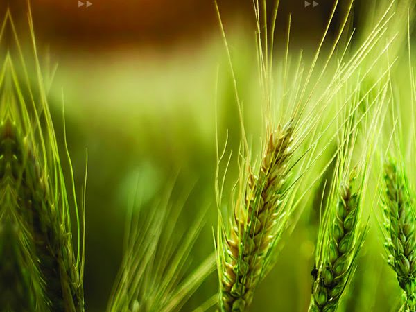 Congreso Aapresid 2026: Fertilizar AC apuesta a la salud del suelo y la innovación en nutrición de cultivos