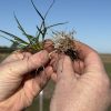 Innovación en el campo: Batalium Pro, la pieza que faltaba para blindar el trigo contra las malezas resistentes