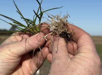 Innovación en el campo: Batalium Pro, la pieza que faltaba para blindar el trigo contra las malezas resistentes