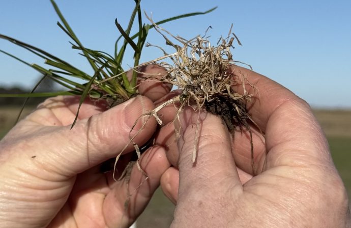Innovación en el campo: Batalium Pro, la pieza que faltaba para blindar el trigo contra las malezas resistentes