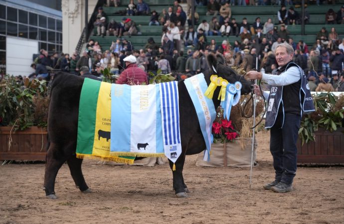 Palermo: La Rubeta se alzó con la Gran Campeón Hembra de la raza Angus