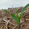 Agricultura de Precisión: Cómo el diagnóstico de suelos y la nutrición variable definen la rentabilidad de la campaña de fina