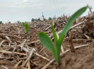 Agricultura de Precisión: Cómo el diagnóstico de suelos y la nutrición variable definen la rentabilidad de la campaña de fina
