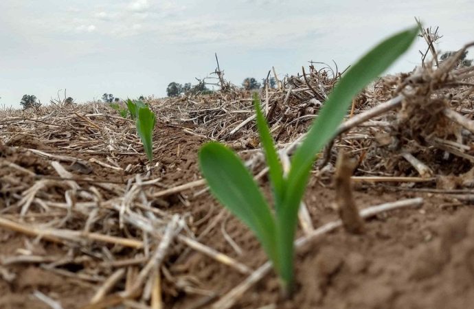 Agricultura de Precisión: Cómo el diagnóstico de suelos y la nutrición variable definen la rentabilidad de la campaña de fina