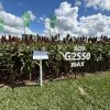 Sorgo: La pieza clave para una campaña 2026/27 estable y de alto rendimiento