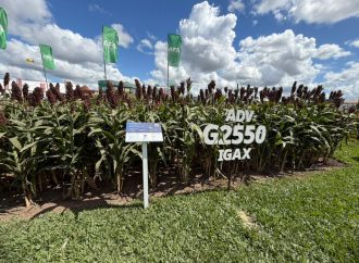 Sorgo: La pieza clave para una campaña 2026/27 estable y de alto rendimiento