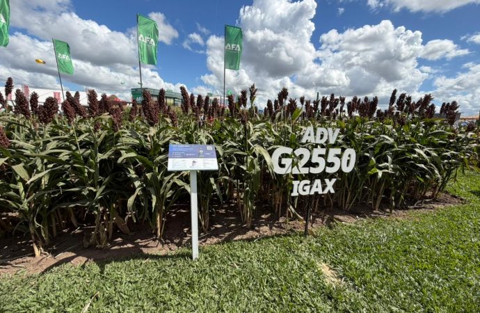 Sorgo: La pieza clave para una campaña 2026/27 estable y de alto rendimiento