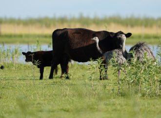 La fórmula sustentable del campo: Cómo la Alianza del Pastizal demuestra que es posible producir y conservar sin perder rentabilidad