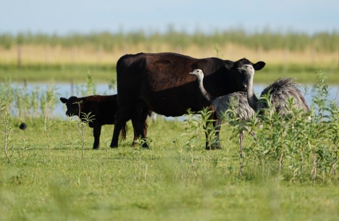La fórmula sustentable del campo: Cómo la Alianza del Pastizal demuestra que es posible producir y conservar sin perder rentabilidad