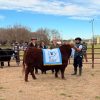 Se definieron los grandes campeones del Circuito Angus Bonaerense en Trenque Lauquen