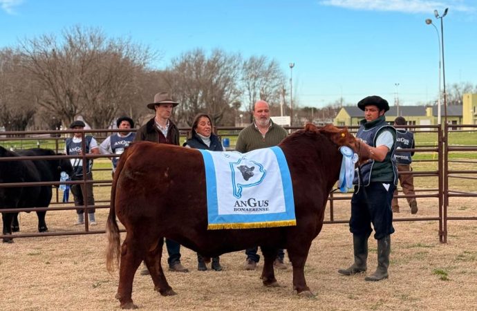 Se definieron los grandes campeones del Circuito Angus Bonaerense en Trenque Lauquen