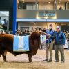 Récord histórico en la ganadería argentina: se vendió el 50% del toro Angus «Álvaro» por 300 millones de pesos