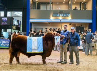 Récord histórico en la ganadería argentina: se vendió el 50% del toro Angus «Álvaro» por 300 millones de pesos