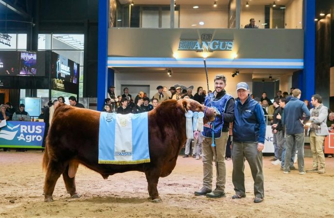 Récord histórico en la ganadería argentina: se vendió el 50% del toro Angus «Álvaro» por 300 millones de pesos