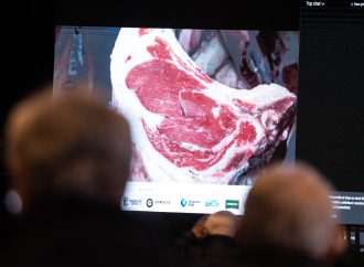 Excelencia Ganadera: La Raza Limousin se Consagra en el Block Test Jesús María 2026